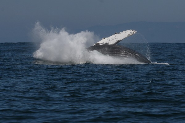 Humpback Whale